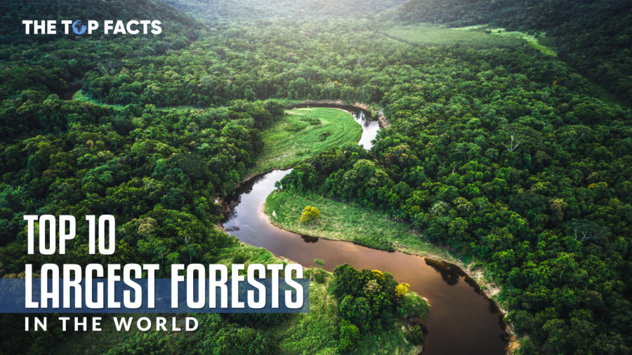 10 Largest Forests in the World