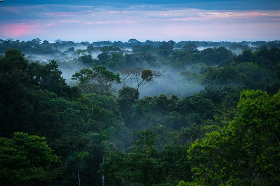 Largest Forests (Amazon Rainforest)