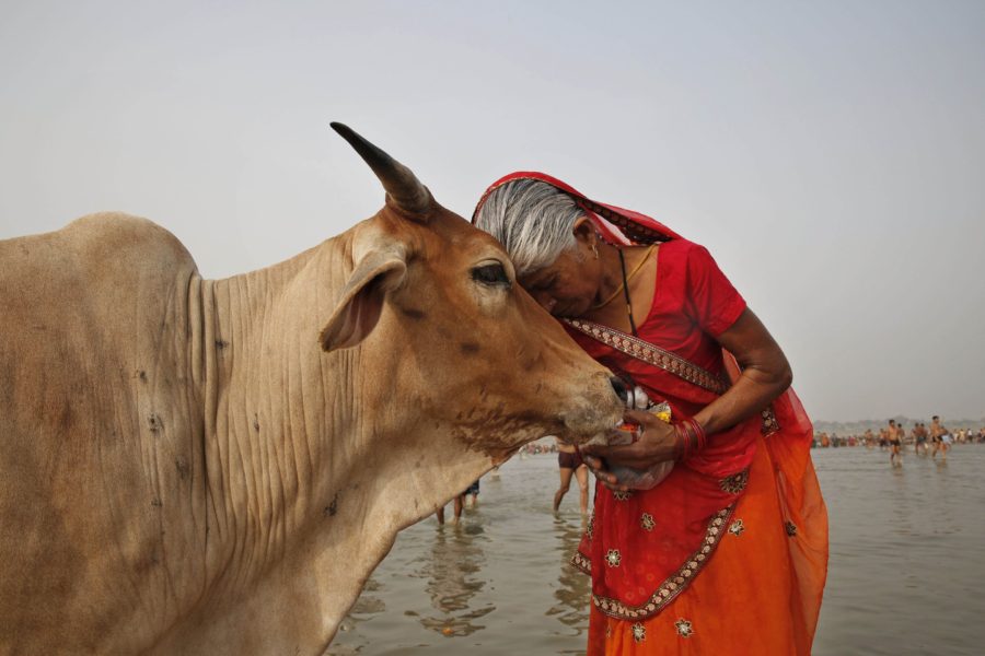 Cows Sacred for Indians