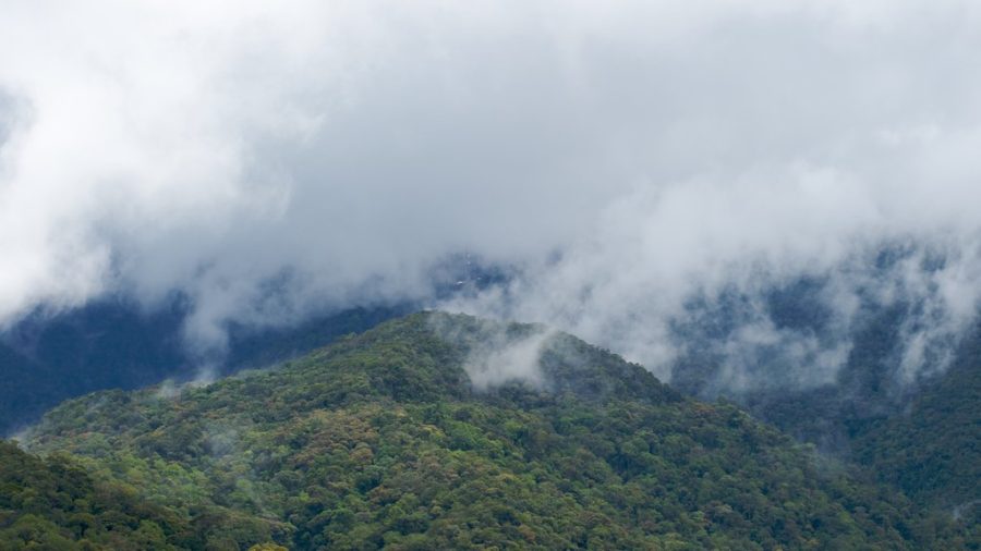 Largest Forests (Kinabalu National Park)