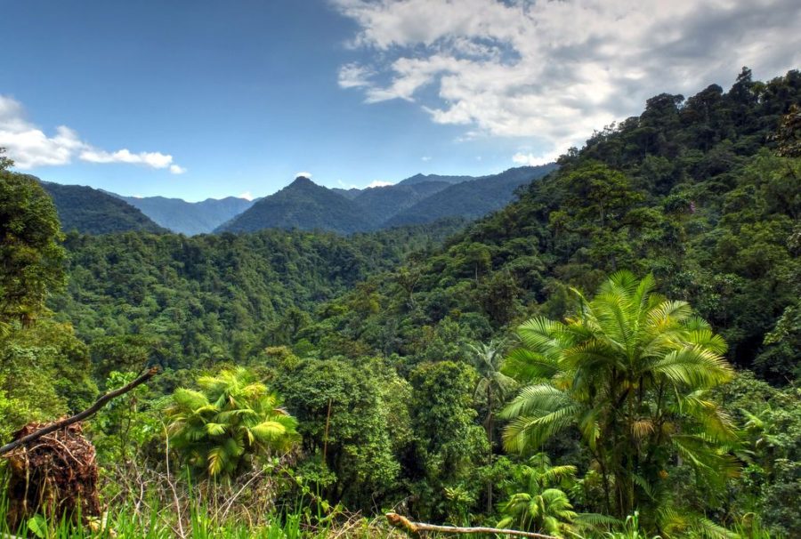 Largest Forests (Mindo Nambillo Cloud Forest)