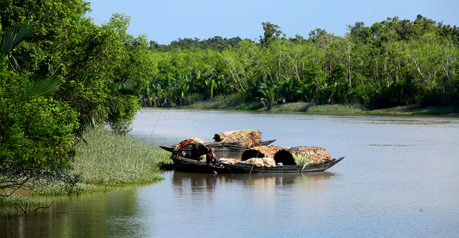 Largest Forests (Sundarbans)