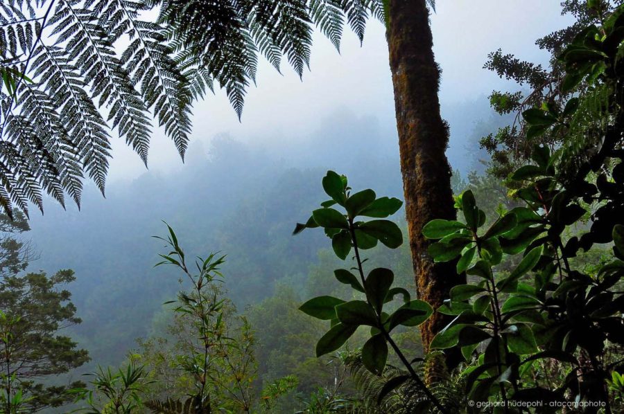 Largest Forests (Dense Valdivian temperate Rainforest)