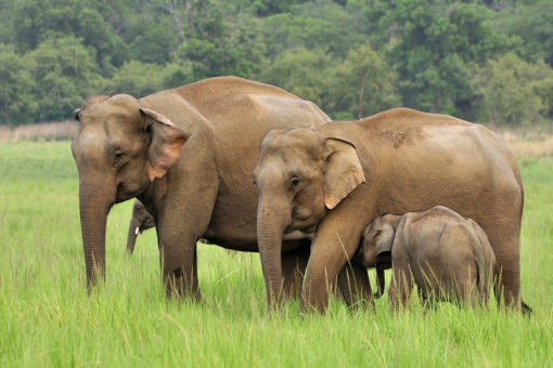 Asian elephant Top 10 Asian Animals