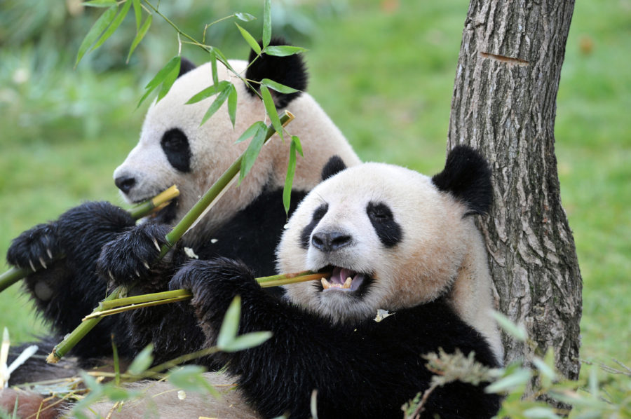 Giant panda Asian Animals