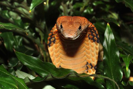 Indian cobra Top 10 Asian Animals