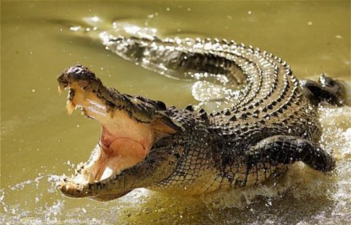 Saltwater Crocodile Top 10 Asian Animals