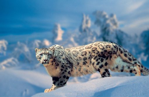 Snow Leopard Asian Animals