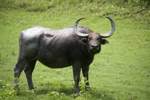 Water Buffalo Top 10 Asian Animals