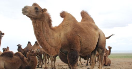 Wild Bactrian Camel Top 10 Asian Animals