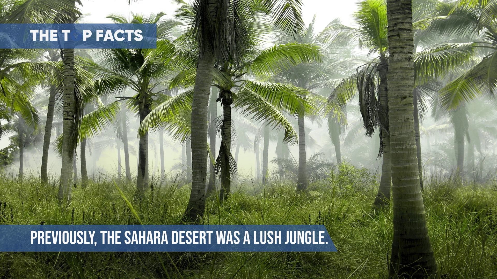 Previously, The Sahara Desert Was A Lush Jungle