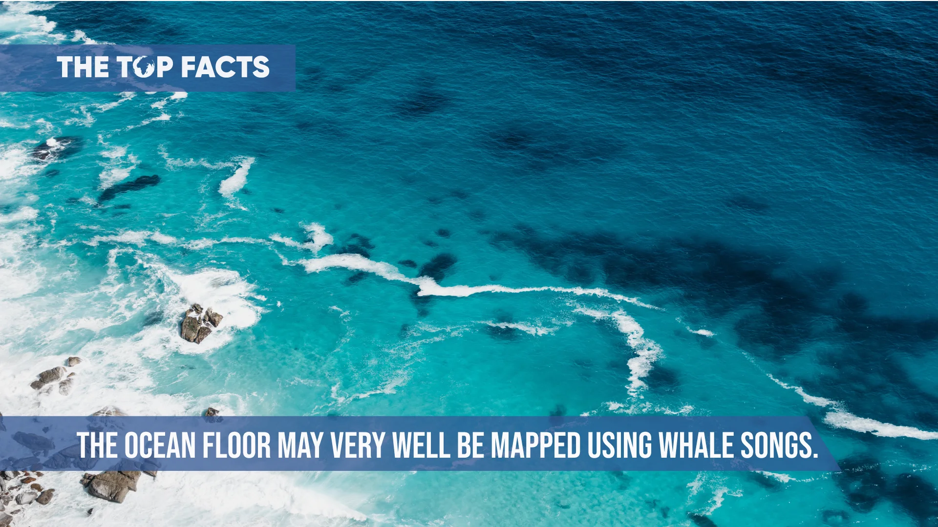 The Ocean Floor May Very Well Be Mapped Using Whale Songs