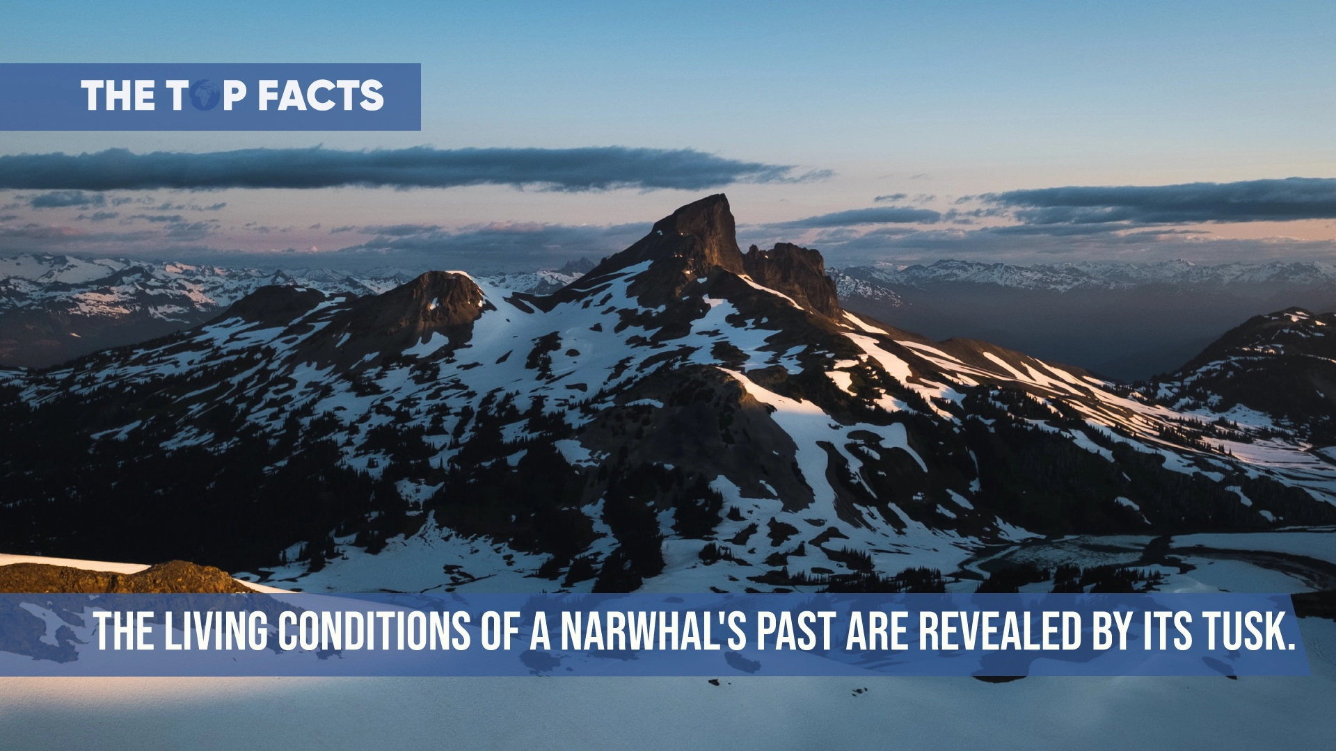 The living conditions of a narwhal's past are revealed by its tusk