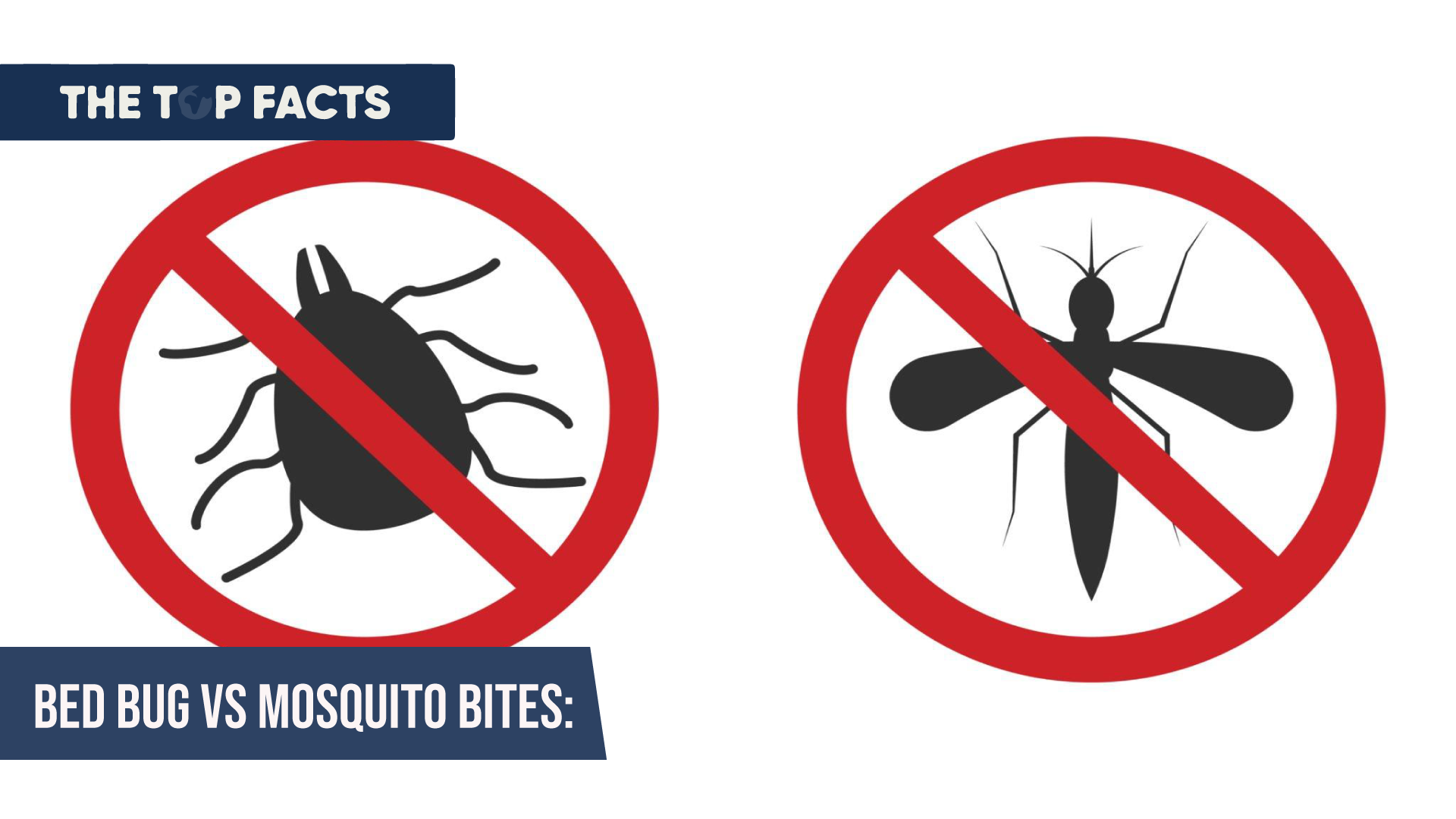 Bed Bug vs Mosquito bites