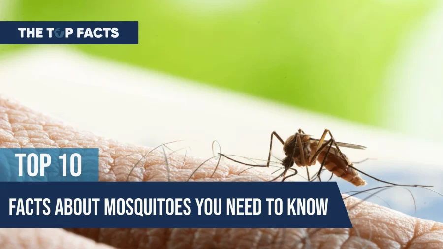 Top 10 Facts About Mosquitoes You Need to Know