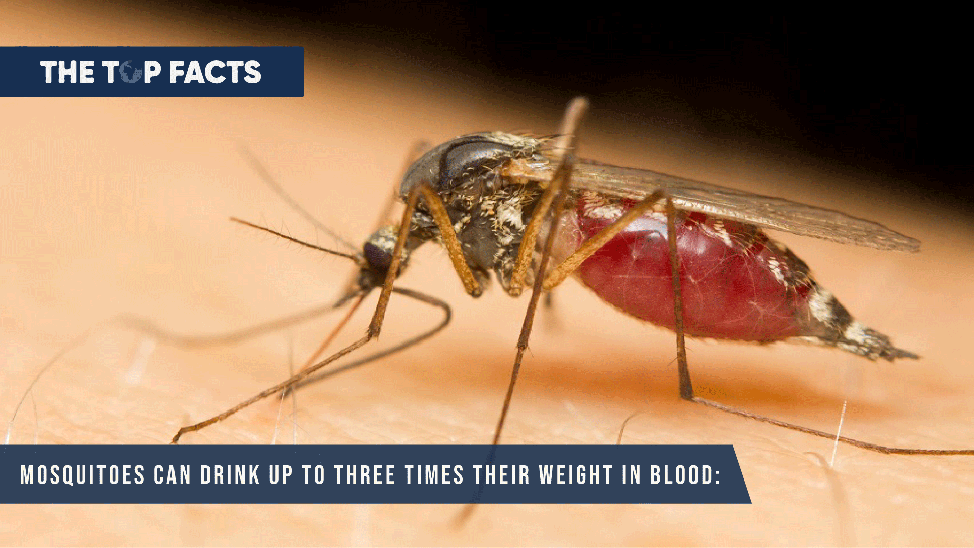 Mosquitoes can drink up to three times their weight in blood