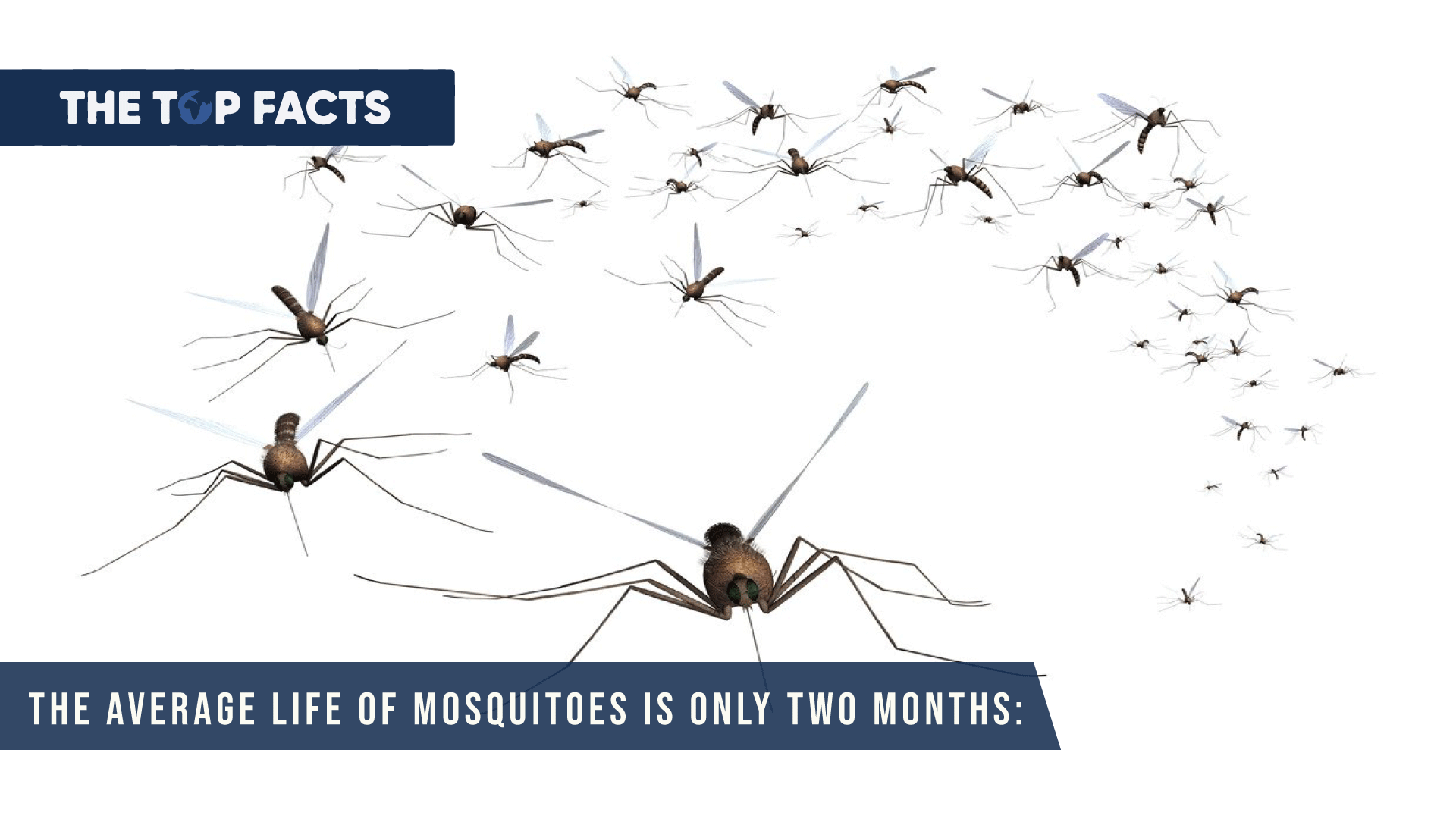 The average life of mosquitoes is only two months