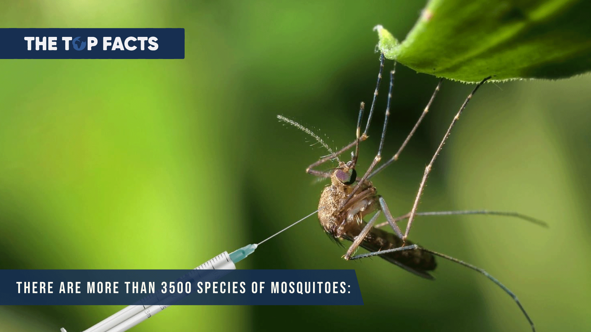 There are more than 3500 species of mosquitoes